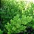 ASPARGO PLUMOSO (Asparagus myriocladus) - Imagem 2