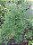 ASPARGO PLUMOSO GRANDE (Asparagus myriocladus) - Muda com até 1,20m - Imagem 6