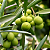 OLIVEIRA (Olea europaea) - Muda com até 1 metro - Imagem 1