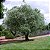 OLIVEIRA (Olea europaea) - Muda com até 1 metro - Imagem 2