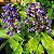 GENGIBRE AZUL (Dichorisandra thyrsiflora) - Muda com até 80 cm - Imagem 3
