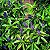 GENGIBRE AZUL (Dichorisandra thyrsiflora) - Muda com até 80 cm - Imagem 6