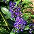 GENGIBRE AZUL (Dichorisandra thyrsiflora) - Muda com até 80 cm - Imagem 1