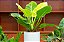 FILODENDRO LUA CLARA (Philodendron moonlight) - P17 - Imagem 4