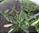 Monstera standleyana variegata - C21 - Imagem 3