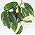 Monstera standleyana variegata - C21 - Imagem 1
