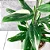 Monstera standleyana variegata - C21 - Imagem 2