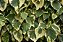 HERA VARIEGATA (Hedera canariensis Variegata) - C21 - Imagem 3