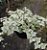 HERA VARIEGATA (Hedera canariensis Variegata) - C21 - Imagem 2