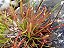 CARNÍVORA DROSERA - P9 - Imagem 3