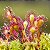 CARNÍVORA DROSERA - P9 - Imagem 1