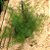 ASPARGO PENDENTE NA CUIA (Asparagus densiflorus Sprengeri) - Imagem 1