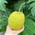 FRUTA PÃO (Artocarpus altilis) - Muda com até 1 metro - Imagem 1