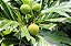 FRUTA PÃO (Artocarpus altilis) - Muda com até 1 metro - Imagem 3