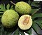 FRUTA PÃO (Artocarpus altilis) - Muda com até 1 metro - Imagem 2