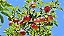 MAÇÃ BRASIL (Malus sp.) - Muda enxertada com até 1,20m - Imagem 2