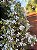 CLERODENDRO PERFUMADO (Clerodendrum infortunatum) - Muda com 80 cm - Imagem 3