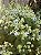 CLERODENDRO PERFUMADO (Clerodendrum infortunatum) - Muda com 80 cm - Imagem 4