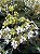 CLERODENDRO PERFUMADO (Clerodendrum infortunatum) - Muda com 80 cm - Imagem 2