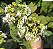 CLERODENDRO PERFUMADO (Clerodendrum infortunatum) - Muda com até 1 metro - Imagem 1