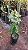 CLERODENDRO PERFUMADO (Clerodendrum infortunatum) - Muda com 80 cm - Imagem 8
