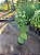 CLERODENDRO PERFUMADO (Clerodendrum infortunatum) - Muda com 80 cm - Imagem 9