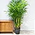 CAMEDÓREA BAMBU (Chamaedorea seifrizii) - Muda com até 1 metro - Imagem 1