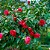 CAMÉLIA CORES (Camellia japonica) - Muda com até 1 metro - Imagem 3