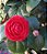CAMÉLIA CORES (Camellia japonica) - Muda com até 1 metro - Imagem 4