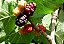 AMORA MIÚRA MEDICINAL (Morus nigra Var. miura) - Muda com 30 cm - Imagem 1