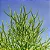 AVELÓS ou PALITO DE FOGO (Euphorbia tirucalli) - Muda com até 60 cm - Imagem 3