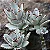 ORELHA DE GATO ou LEBRE (Kalanchoe tomentosa) - P11 - Imagem 2
