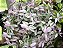 LAMBARI ROSA (Tradescantia fluminensis ‘lavender‘) - P11 - Imagem 2