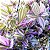 LAMBARI ROSA (Tradescantia fluminensis ‘lavender‘) - P11 - Imagem 1