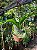 CHIFRE SUPERBUM GRANDE (Platycerium Superbum) - Cuia 21 - Imagem 6