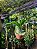 CHIFRE SUPERBUM GRANDE (Platycerium Superbum) - Cuia 21 - Imagem 5