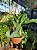 CHIFRE SUPERBUM GRANDE (Platycerium Superbum) - Cuia 21 - Imagem 2