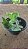 CHIFRE SUPERBUM GRANDE (Platycerium Superbum) - Cuia 21 - Imagem 2