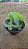 CHIFRE SUPERBUM GRANDE (Platycerium Superbum) - Cuia 21 - Imagem 3