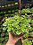 DÓLAR VARIEGATO ou INCENSO (Plectranthus Coleoides) - C21 - Imagem 2