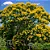 CANAFÍSTULA (Peltophorum dubium) - Muda com até 1 metro - Imagem 1