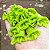 IPÊ VERDE (Cybistax antisyphilitica) - Muda com até 1 metro - Imagem 1