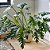 FILODENDRO XANADÚ (Philodendron xanadu) - Muda com até 30 cm - Imagem 2