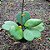 FLOR DE CERA CORAÇÃO (Hoya kerrii) - P11 - Imagem 2