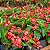 BEGÔNIA DRAGÃO (Begonia cinnabarina) - Imagem 1