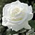 ROSA BRANCA (Rosa Grandiflora) - Imagem 1