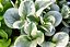 PEPEROMIA FOLHA DURA (Peperomia obtusifolia) - CORES - Imagem 3
