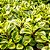 PEPEROMIA FOLHA DURA (Peperomia obtusifolia) - CORES - Imagem 1