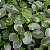 PEPEROMIA FOLHA DURA (Peperomia obtusifolia) - CORES - Imagem 2