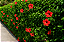 HIBISCO VERMELHO (Hibiscus rosa-sinensis) - Muda com até 1 metro - Imagem 2